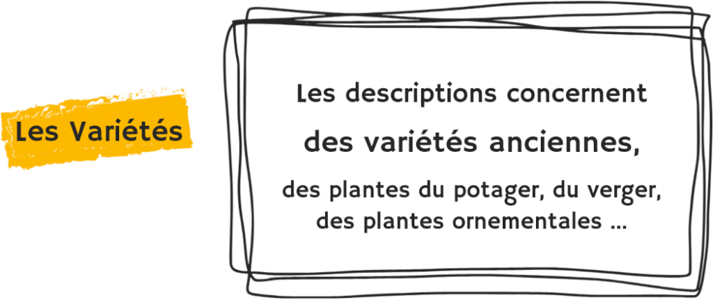 Les descriptions concernent des variétés anciennes, des plantes du potager, du verger, des plantes ornementales …